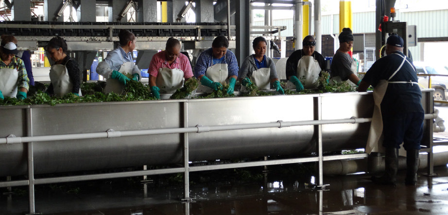 workers packing produce