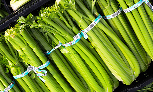 tray of Little Bear Produce celery